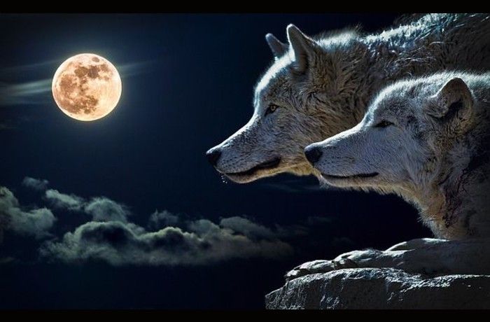 Ένας λύκος αισθηματίας-ΑΡΓΥΡΗΣ ΧΙΟΝΗΣ