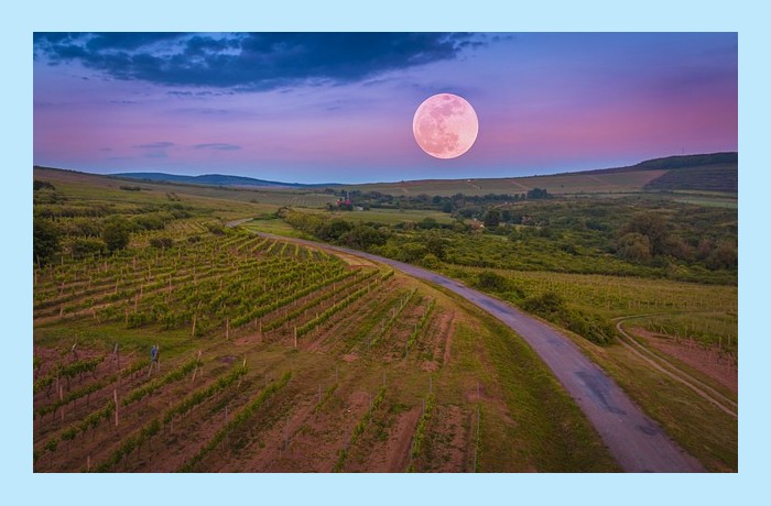 Ο οινοχόος-ΦΙΛΙΠΟ ΤΟΜΑΖΟ ΜΑΡΙΝΕΤΙ