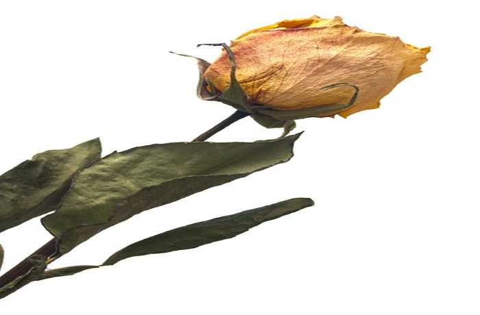 Πες,η αγάπη,τι έχει γίνει;-ΚΡΙΣΤΙΑΝ ΧΑΪΝΡΙΧ ΧΑΪΝΕ