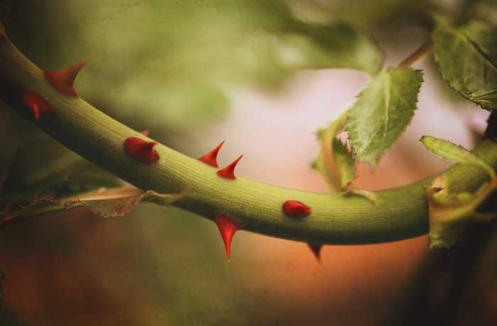 Αγκάθι - ΑΛΕΞΑΝΤΡ ΠΟΥΣΚΙΝ