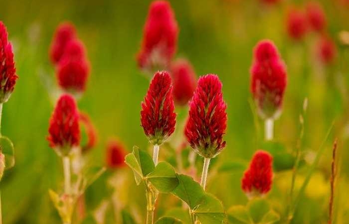 Αιμάτινα άνθη - ΣΙΛΙ ΠΡΟΥΝΤΟΜ