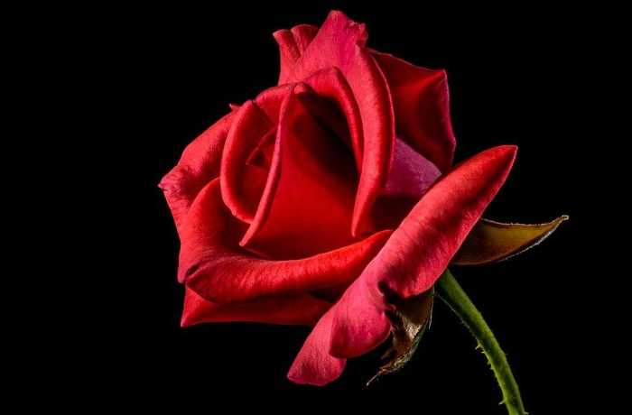 Γιατί τα τριαντάφυλλα έχουν αγκάθια-ΘΩΜΑΗ ΤΣΙΜΕΡΙΚΑ