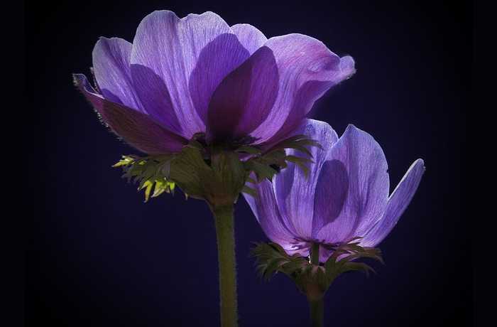 Η ανεμώνη στην ποίηση (ποιήματα)