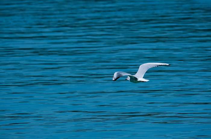 Ο γλάρος στην ποίηση (Ποιήματα)