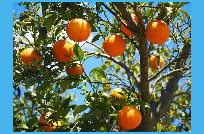Οι πορτοκαλιές-ΚΩΝΣΤΑΝΤΙΝΟΣ ΛΙΧΝΟΣ