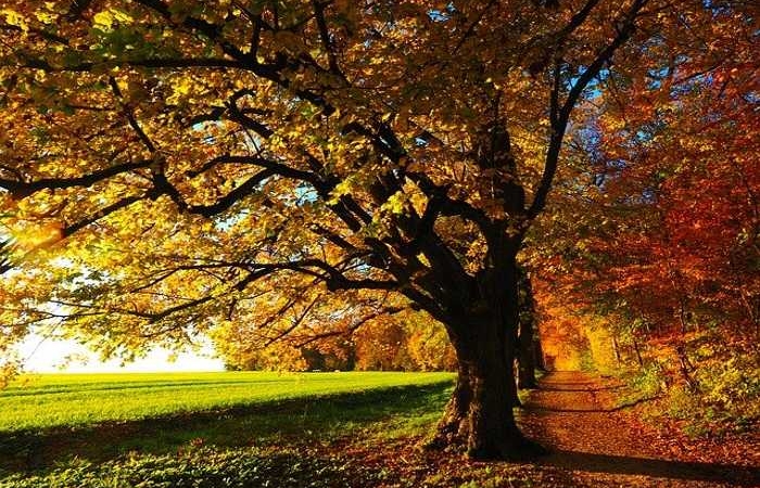 Το φθινόπωρο στην ποίηση (Ποιήματα)