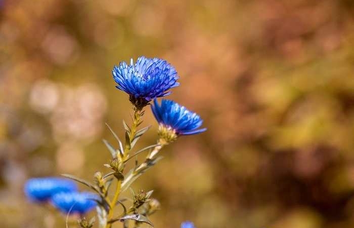 Η ελπίδα στην ποίηση (Ποιήματα)