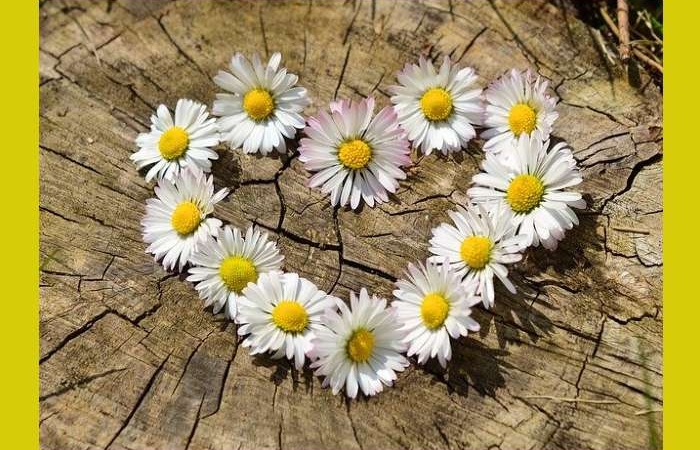 Εννιά ερωτικά χαϊκού ("Παράξενη Εξήγηση 22") - ΜΑΡΙΚΑ ΣΥΜΕΩΝΙΔΟΥ