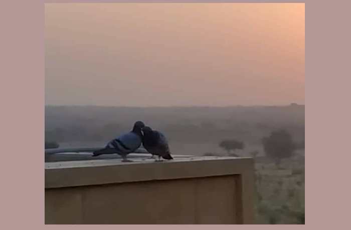 Πέντε χαϊκού του έρωτα-ΑΓΓΕΛΙΚΗ ΘΑΝΟΥ