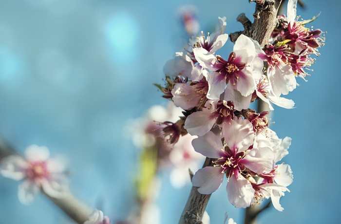 Η αμυγδαλιά στην ποίηση (Ποιήματα)