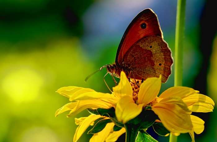 Η πεταλούδα στην ποίηση (Ποιήματα)