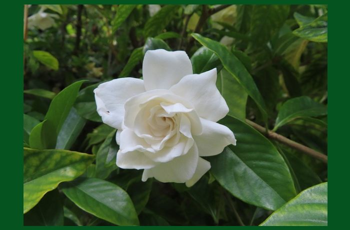 Η γαρδένια στην ποίηση (Ποιήματα)