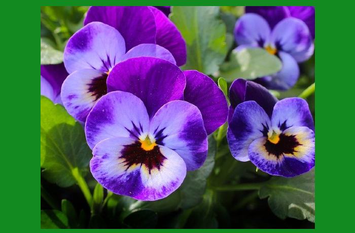 Ο πανσές στην ποίηση (Ποιήματα)