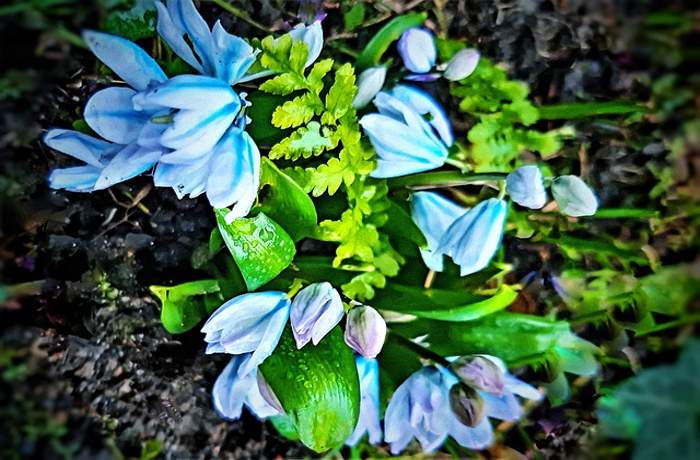 Ο υάκινθος (ζουμπούλι) στην ποίηση (Ποιήματα)