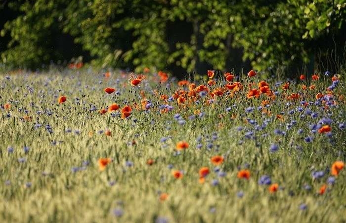 Πέντε τραγούδια  για τον Μάιο