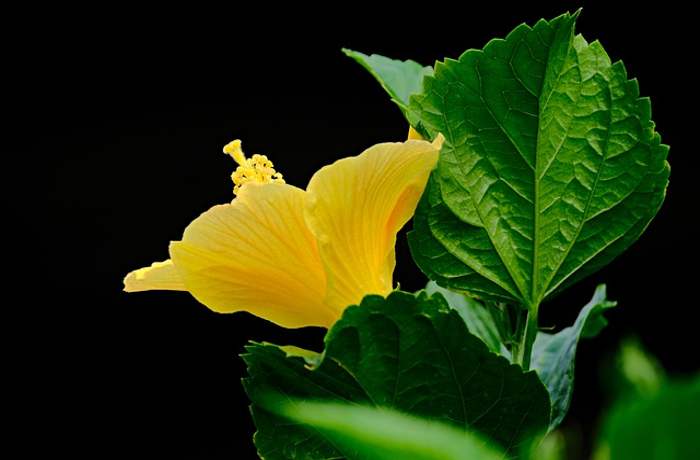 Ο ιβίσκος στην ποίηση (Ποιήματα)