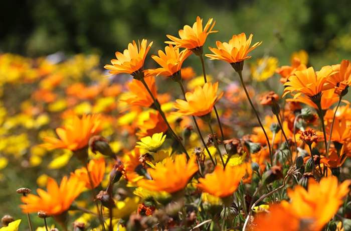 Ο κατιφές στην ποίηση (Ποιήματα)