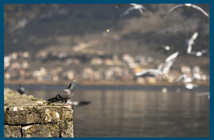 Στη λίμνη με τα περιστέρια-ΜΑΡΙΑ ΣΠΑΝΟΥ