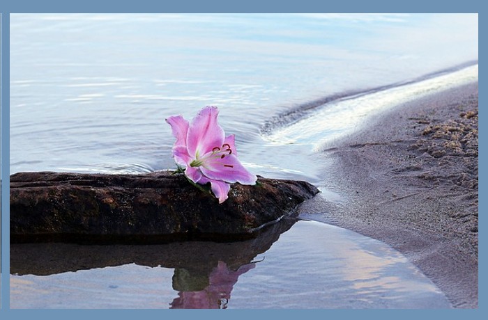 Στο λουλούδι της πέτρας- ΑΦΡΟΥΛΑ ΚΕΡΑΜΑΡΗ