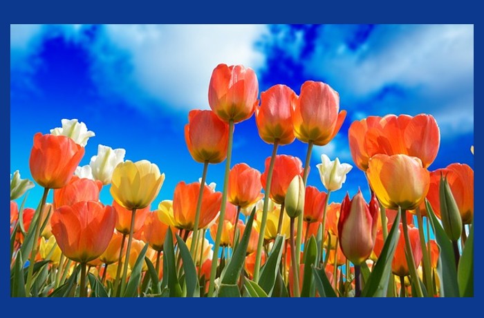 Η γη της επαγγελίας-ΣΙΝΤΝΕΪ ΚΕΓΙΕΣ