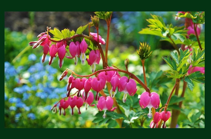 Ο κήπος - ΓΙΑΡΟΣΛΑΒ ΣΕΦΕΡΤ
