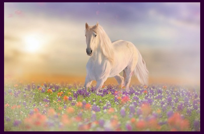 Το άσπρο μου άλογο - ΑΛΕΚΑ ΠΛΑΚΟΝΟΥΡΗ