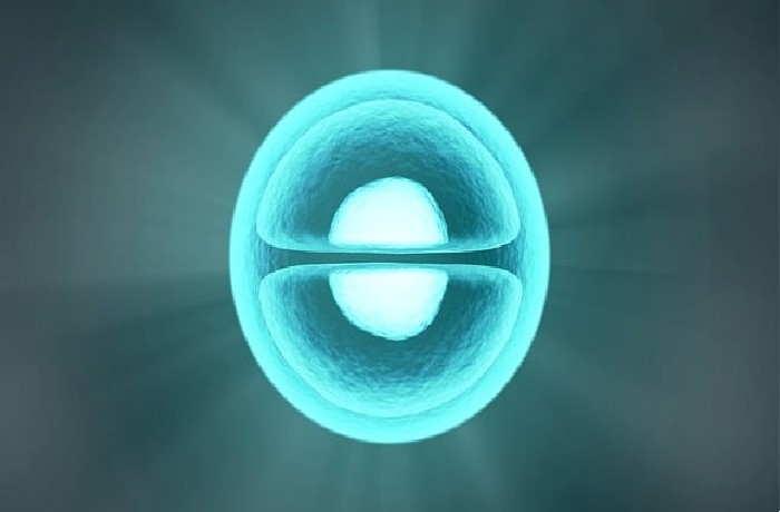 Η αντοχή του κυττάρου-ΖΩΗ ΚΑΡΕΛΛΗ