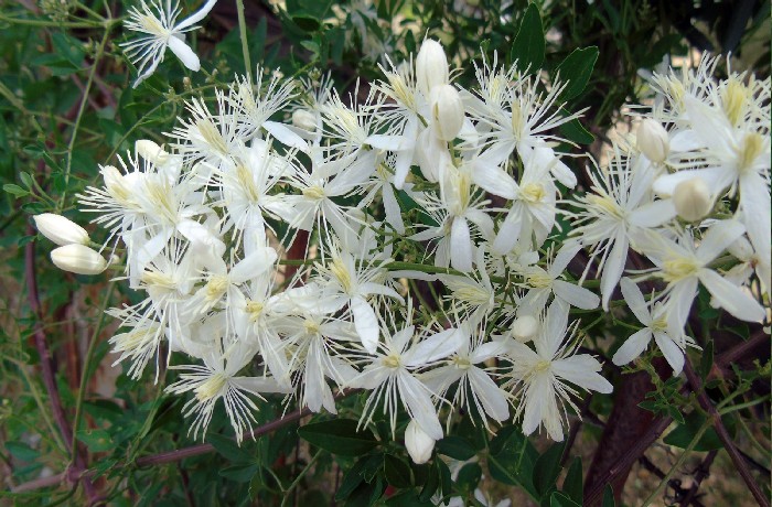 Η αγράμπελη-ΑΡΙΣΤΟΤΕΛΗΣ ΒΑΛΑΩΡΙΤΗΣ