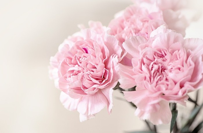 Γαρίφαλο-ΑΧΜΕΤ ΧΑΣΙΜ