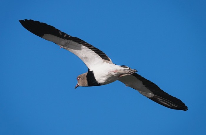 Ελευθερία-ΦΕΡΝΑΝΤΟ ΠΕΣΟΑ