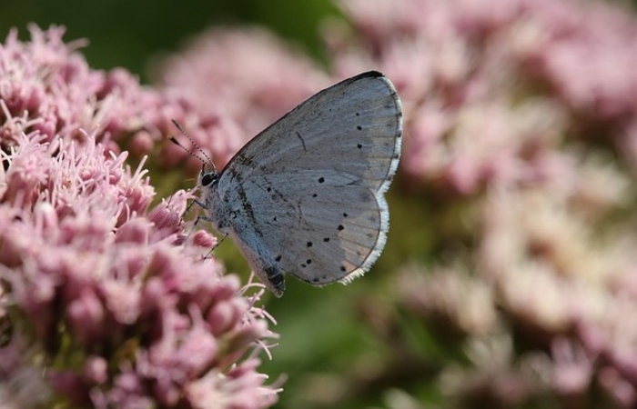Το νέκταρ της ζωής-ΠΕΤΡΟΣ ΠΡΑΣΑΤΖΗΣ